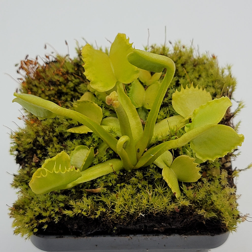 Venus flytrap (Dionaea muscipula) 'Werewolf' live plant product image 1