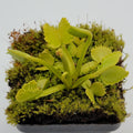 Venus flytrap (Dionaea muscipula) 'Werewolf' live plant product image 1