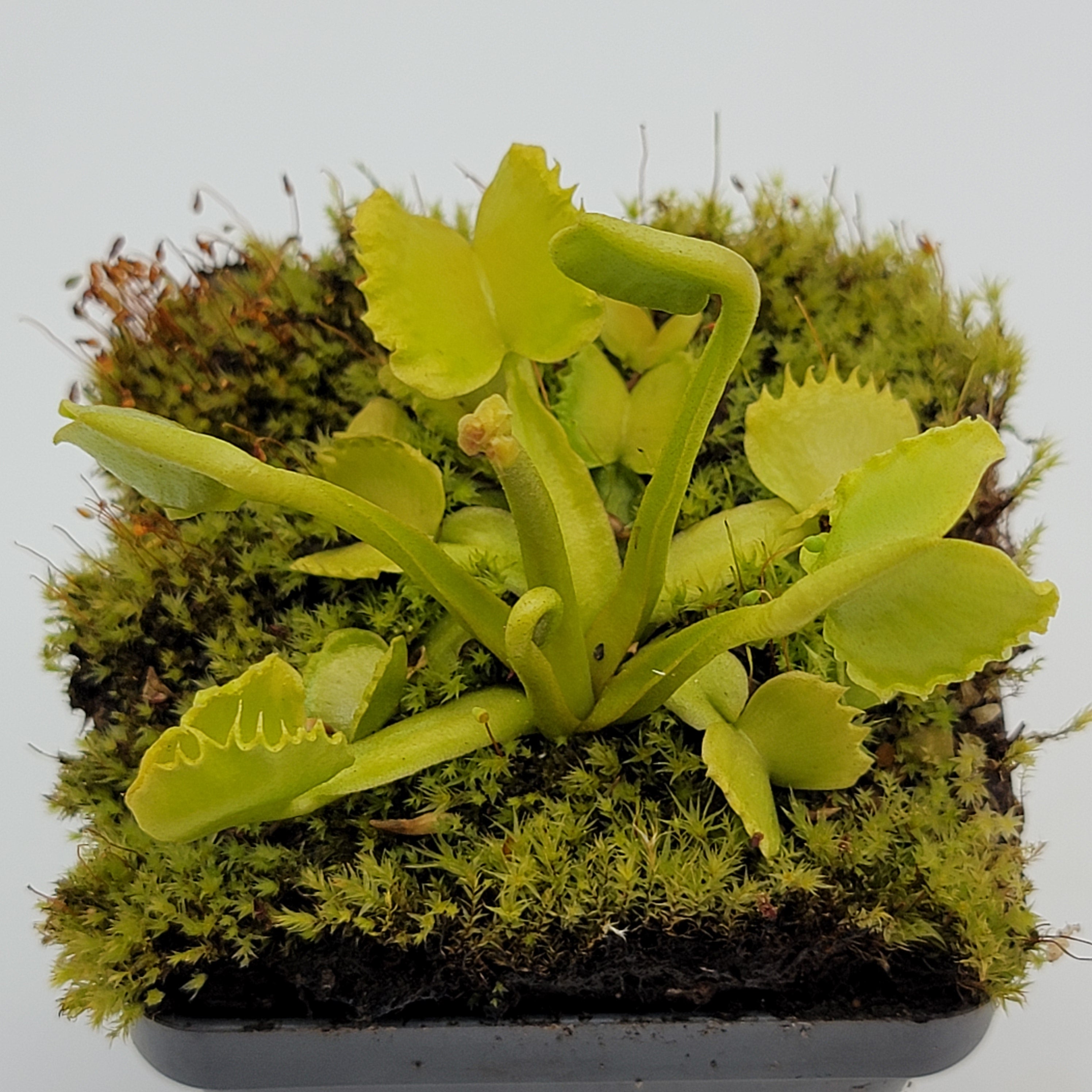 Venus flytrap (Dionaea muscipula) 'Werewolf' live plant product image 1