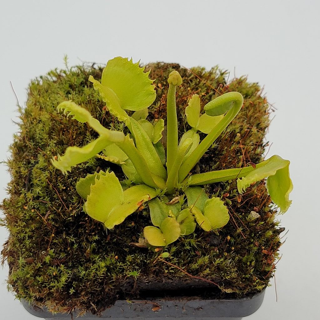 Venus flytrap (Dionaea muscipula) 'Werewolf' live plant product image 2