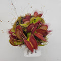 Venus flytrap (Dionaea muscipula) 'GJ Phalanx' product image 1