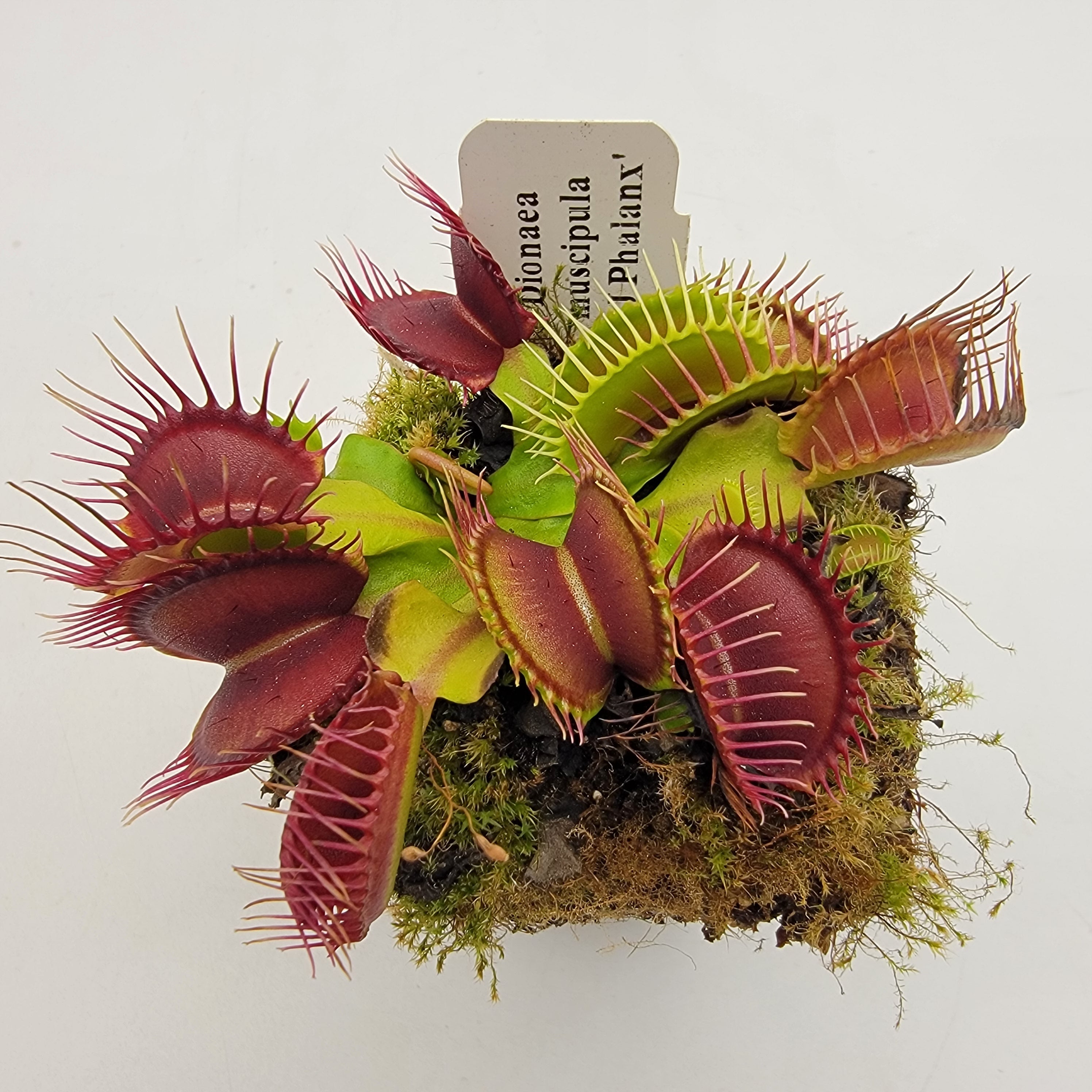 Venus flytrap (Dionaea muscipula) 'GJ Phalanx' product image 2