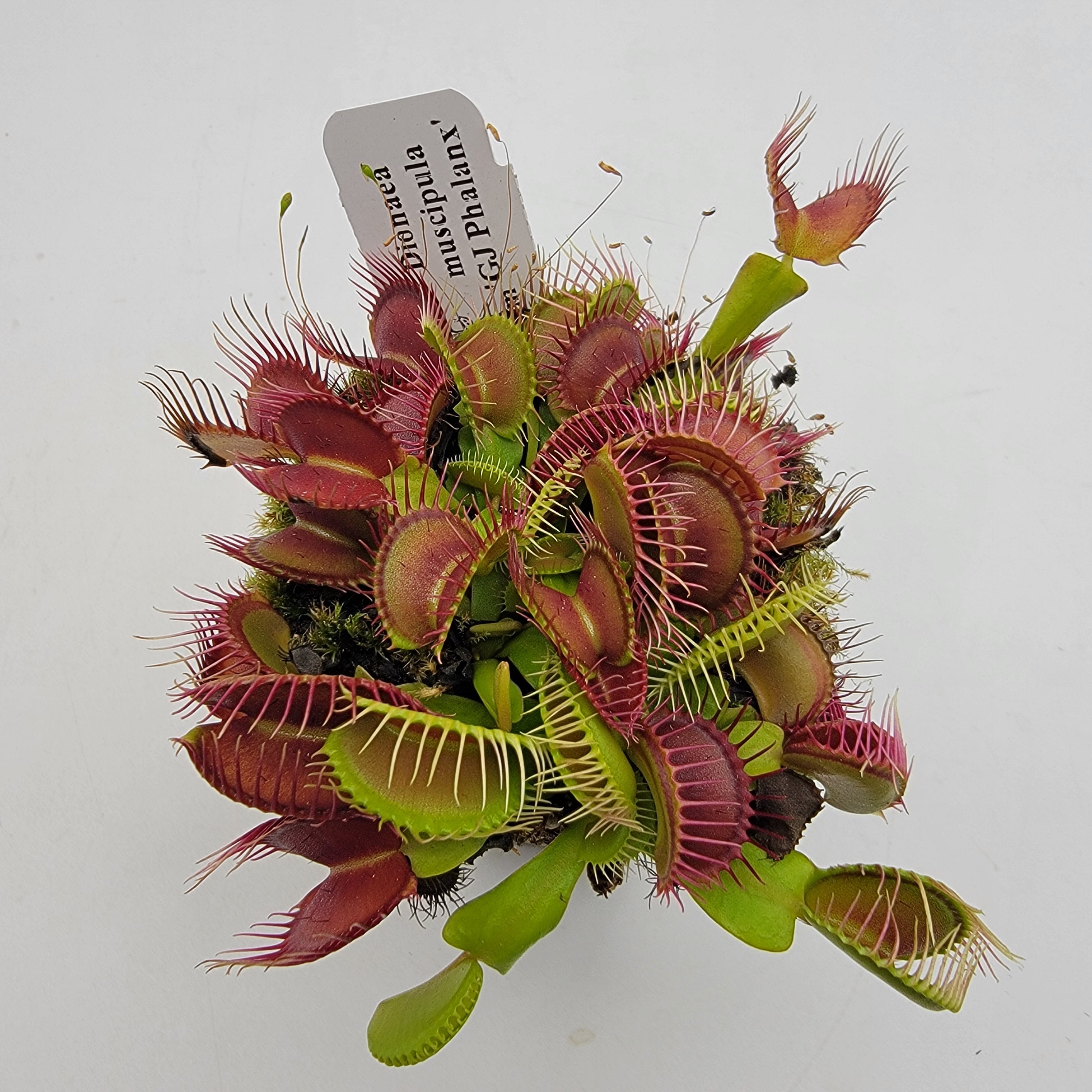 Venus flytrap (Dionaea muscipula) 'GJ Phalanx' product image 3