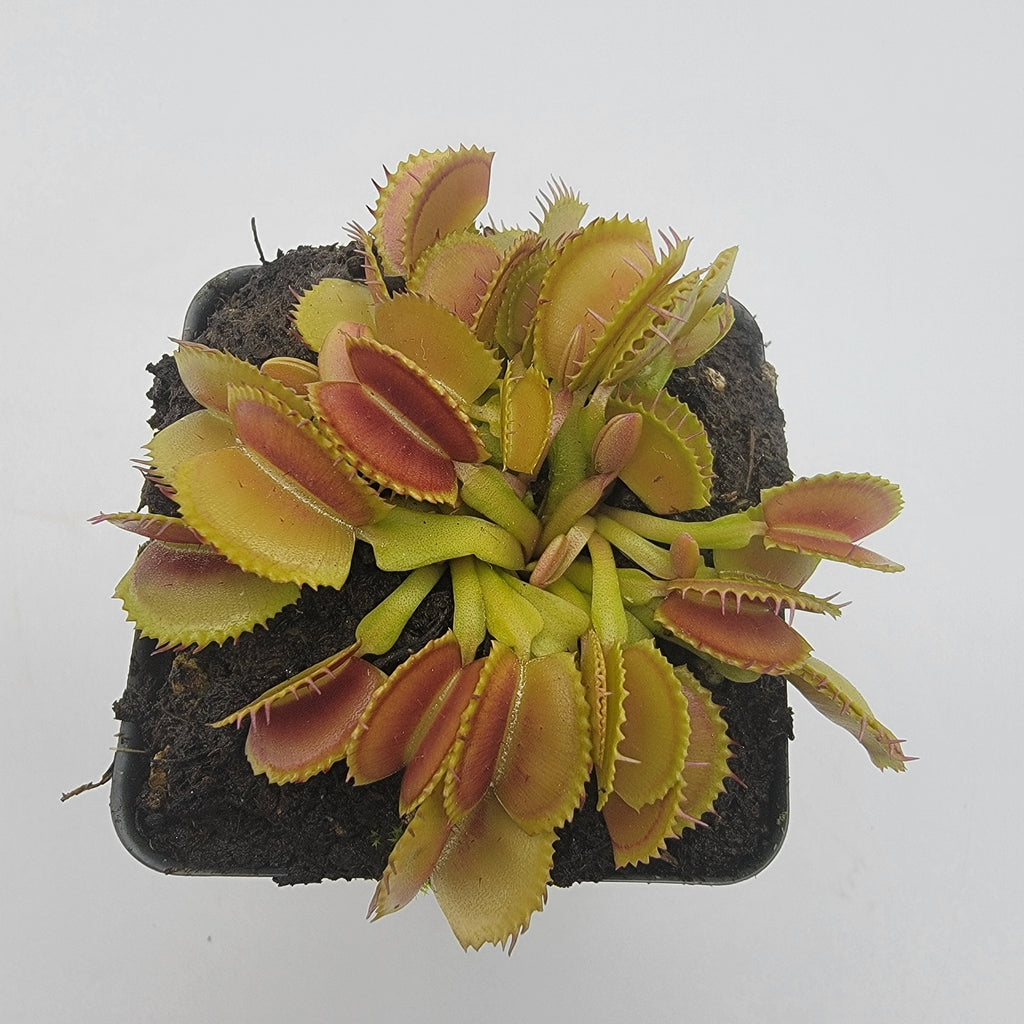 Venus flytrap (Dionaea muscipula) 'Belzebùb' product image 2