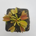 Venus flytrap (Dionaea muscipula) 'Belzebùb' product image 1
