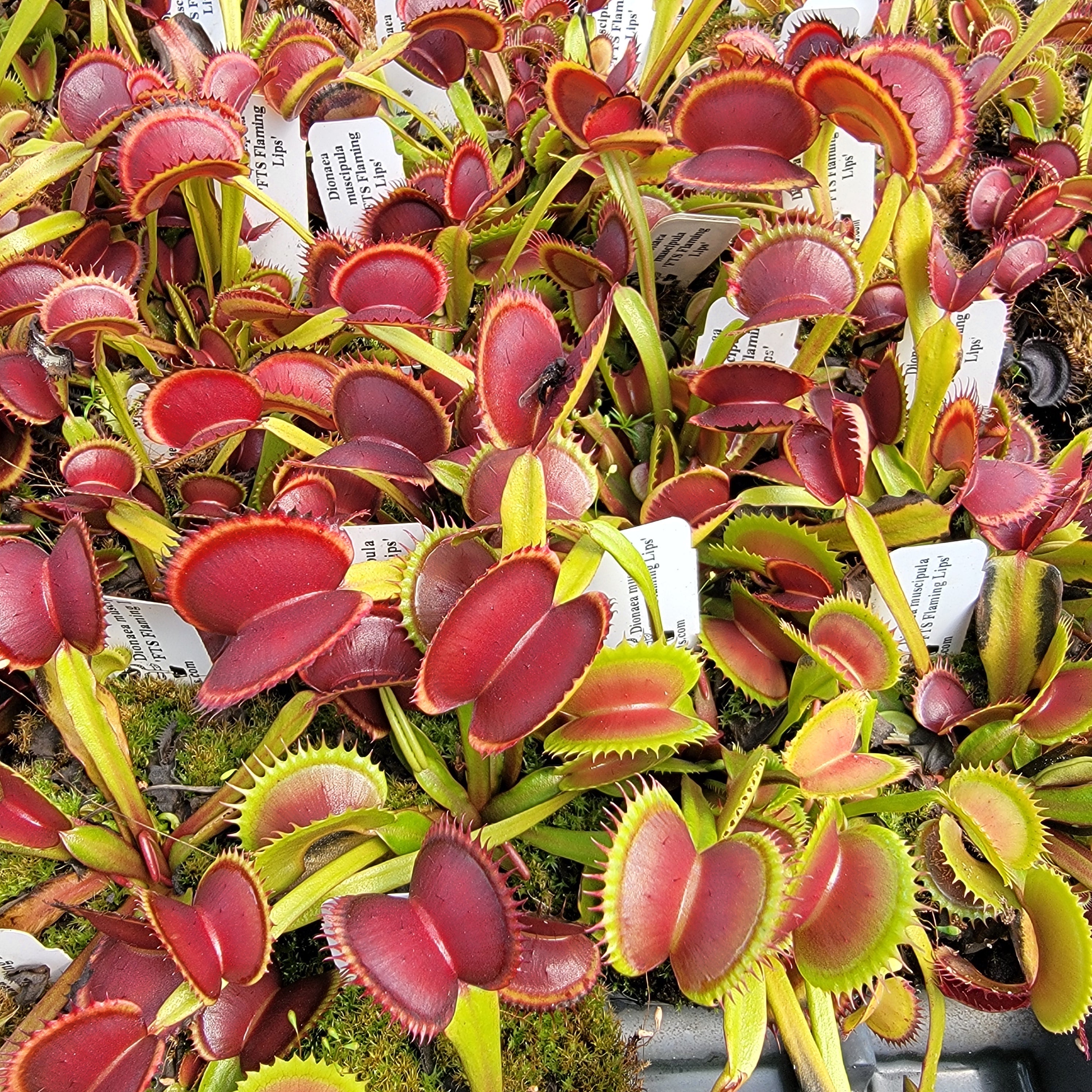 Venus flytrap (Dionaea muscipula) 'FTS Flaming Lips' live plant product image 1