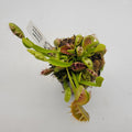Venus flytrap (Dionaea muscipula) 'Crispy Sun' product image 1