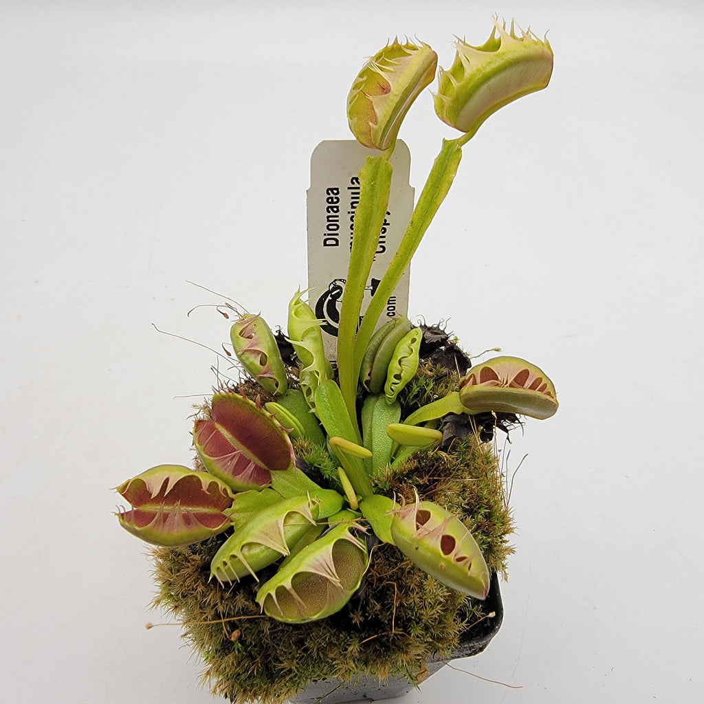 Venus flytrap (Dionaea muscipula) 'Crispy Sun' product image 2