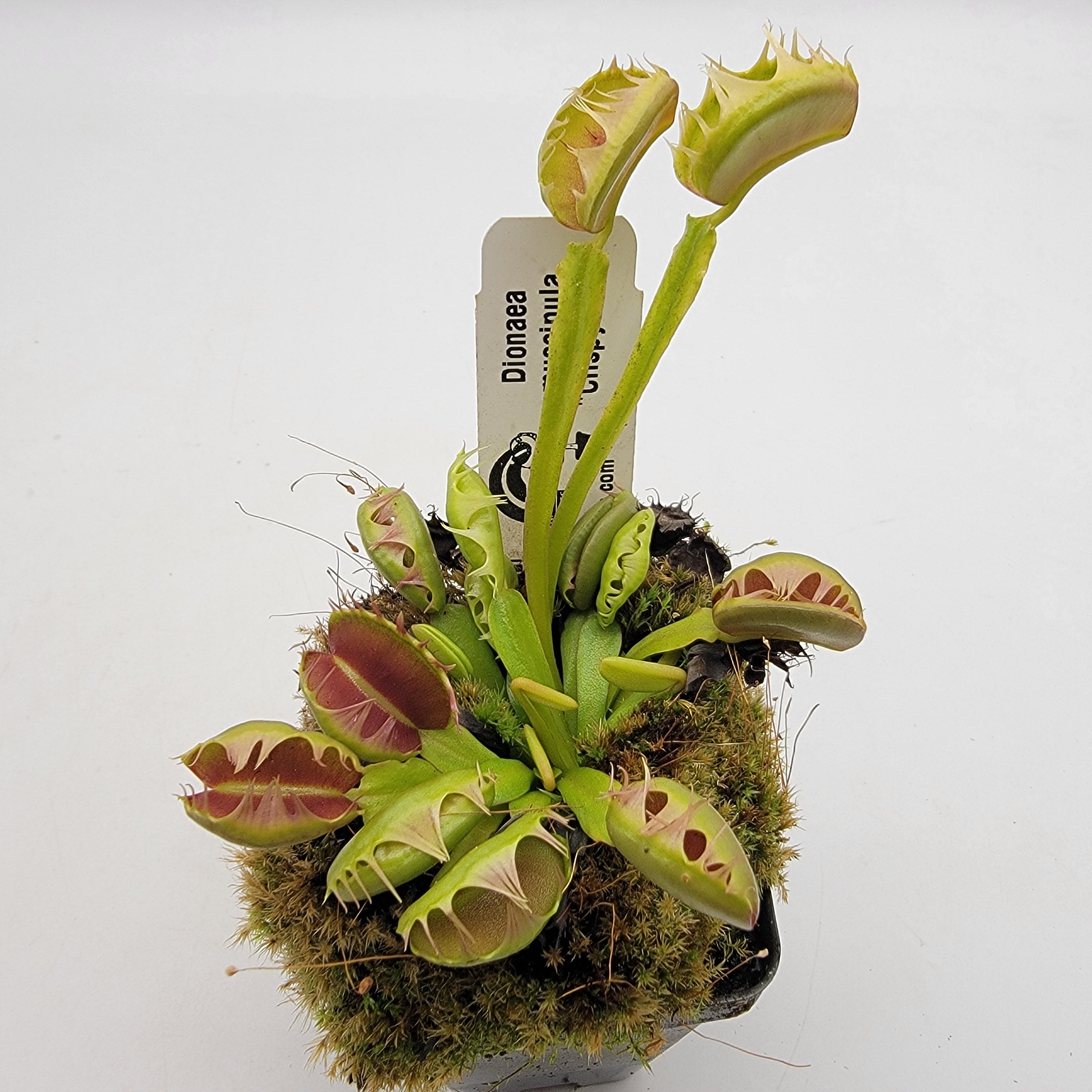 Venus flytrap (Dionaea muscipula) 'Crispy Sun' product image 2