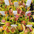 Venus flytrap (Dionaea muscipula) 'Sawtooth' x 'Red Piranha' product image 1