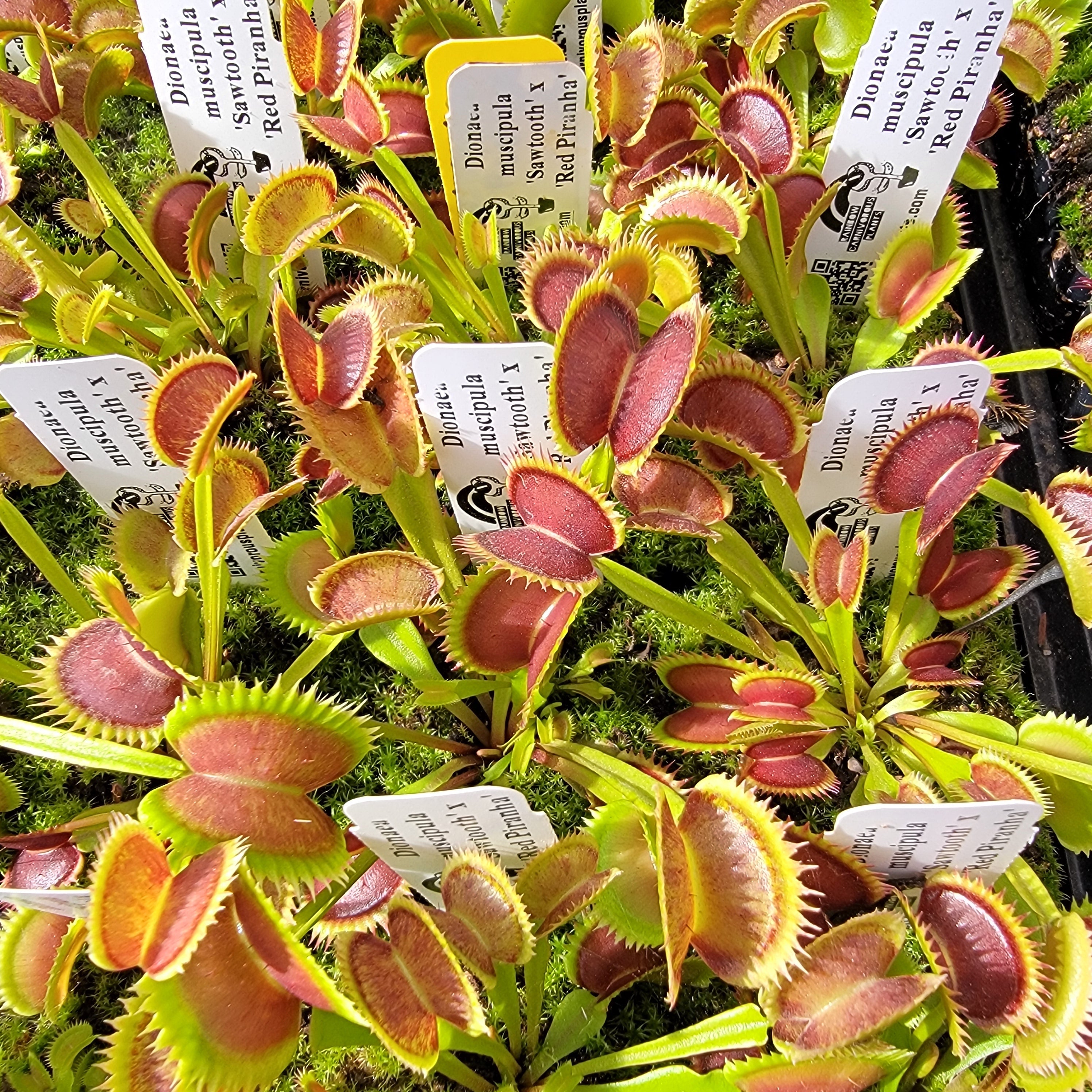 Venus flytrap (Dionaea muscipula) 'Sawtooth' x 'Red Piranha' product image 1
