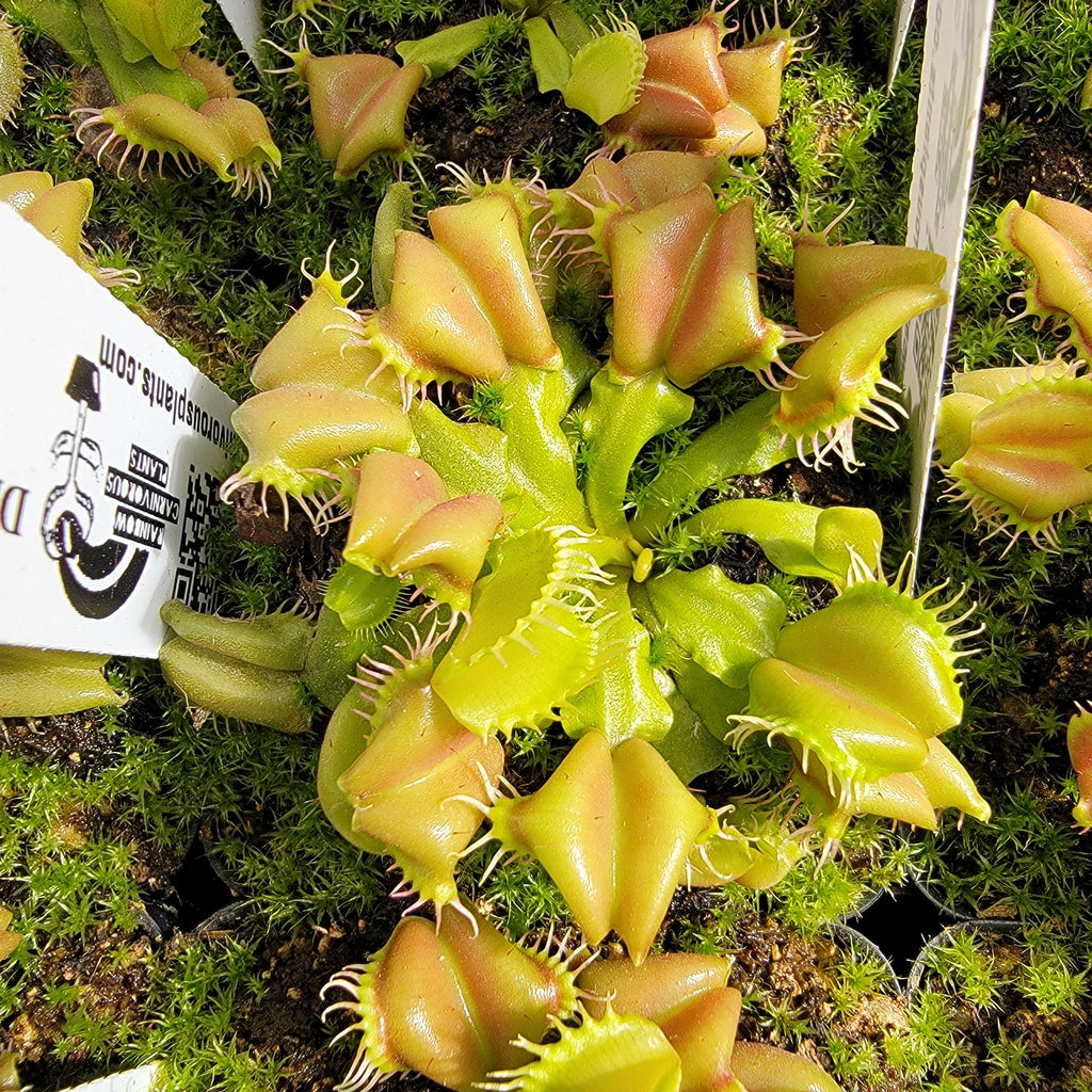 Venus flytrap (Dionaea muscipula) 'Angel Wings' product image 1