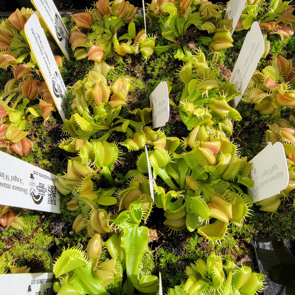 Venus flytrap (Dionaea muscipula) 'Angel Wings' product image 2