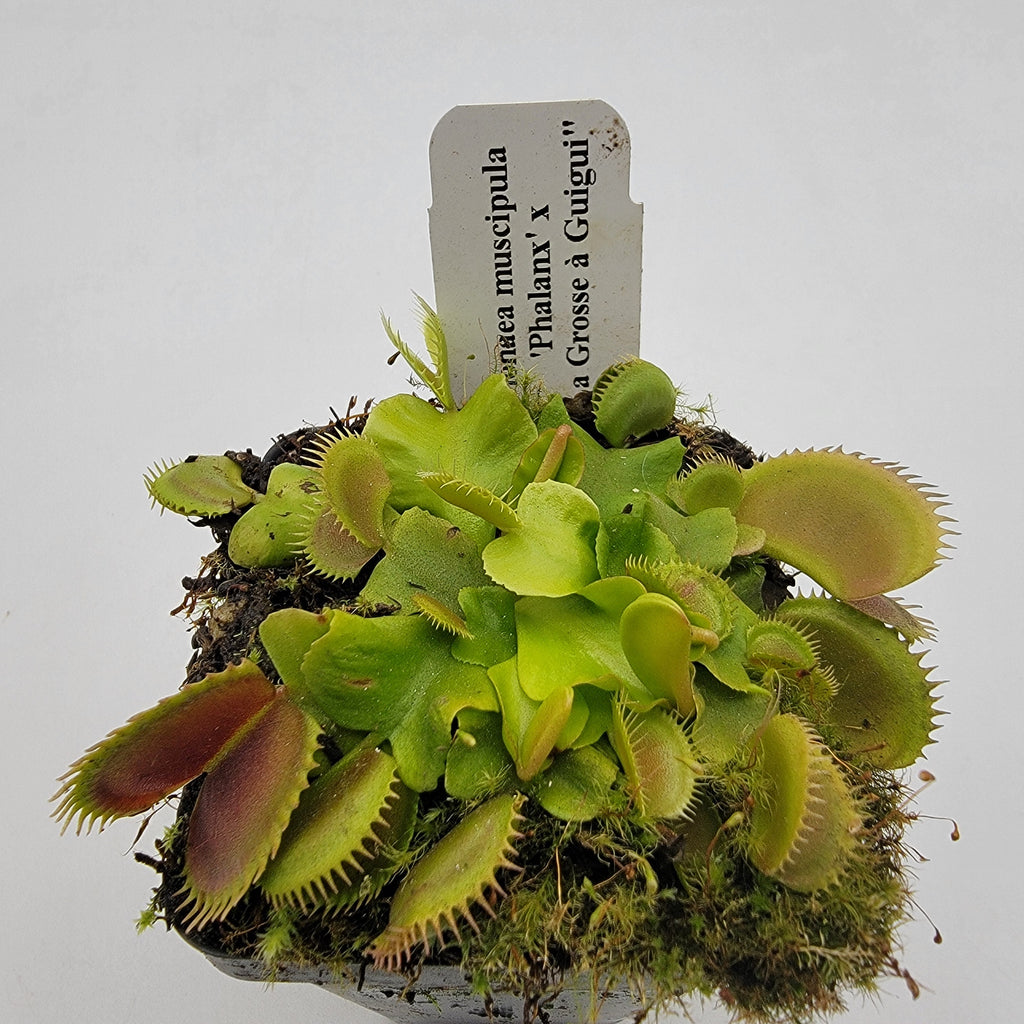 Venus flytrap (Dionaea muscipula) 'GJ Phalanx' x 'La Grosse a Guigui' product image 2
