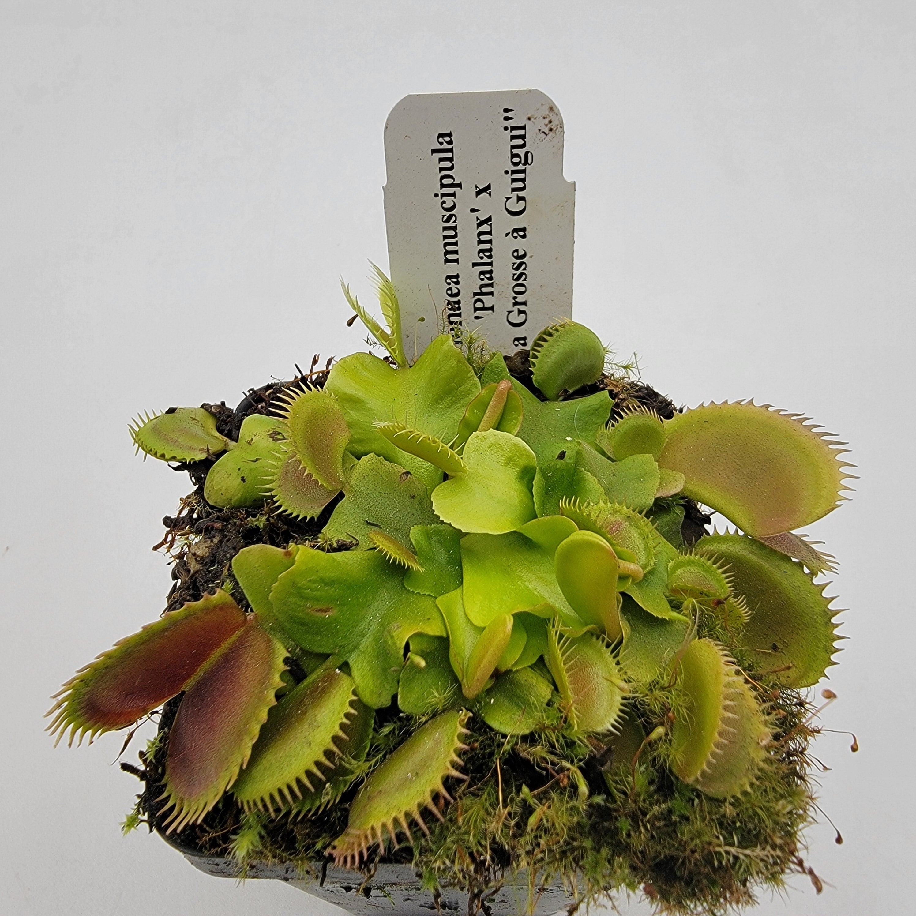 Venus flytrap (Dionaea muscipula) 'GJ Phalanx' x 'La Grosse a Guigui' product image 2