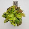 Venus flytrap (Dionaea muscipula) 'GJ Phalanx' x 'La Grosse a Guigui' product image 1