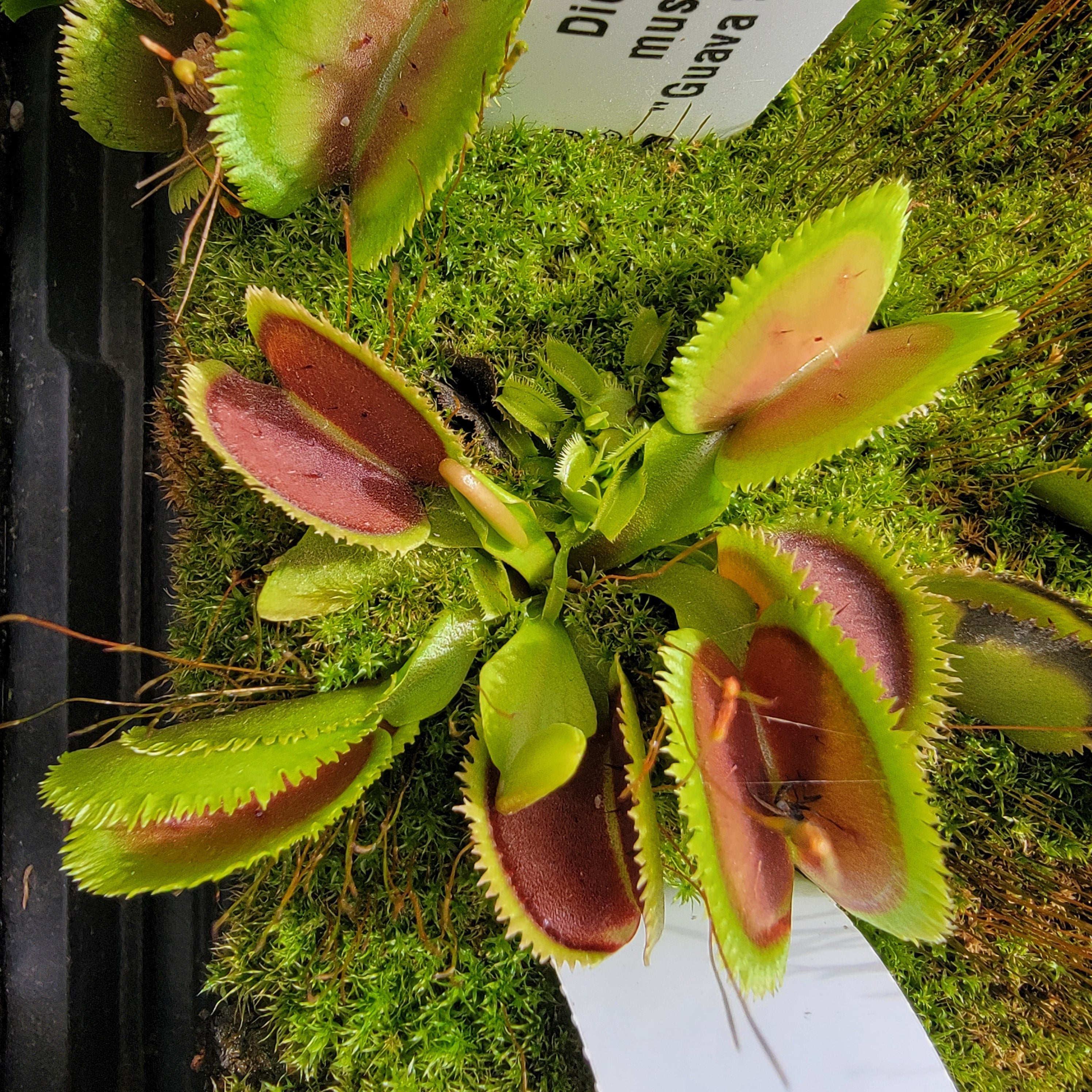Venus flytrap (Dionaea muscipula) 'Guava Sawtooth' product image 2