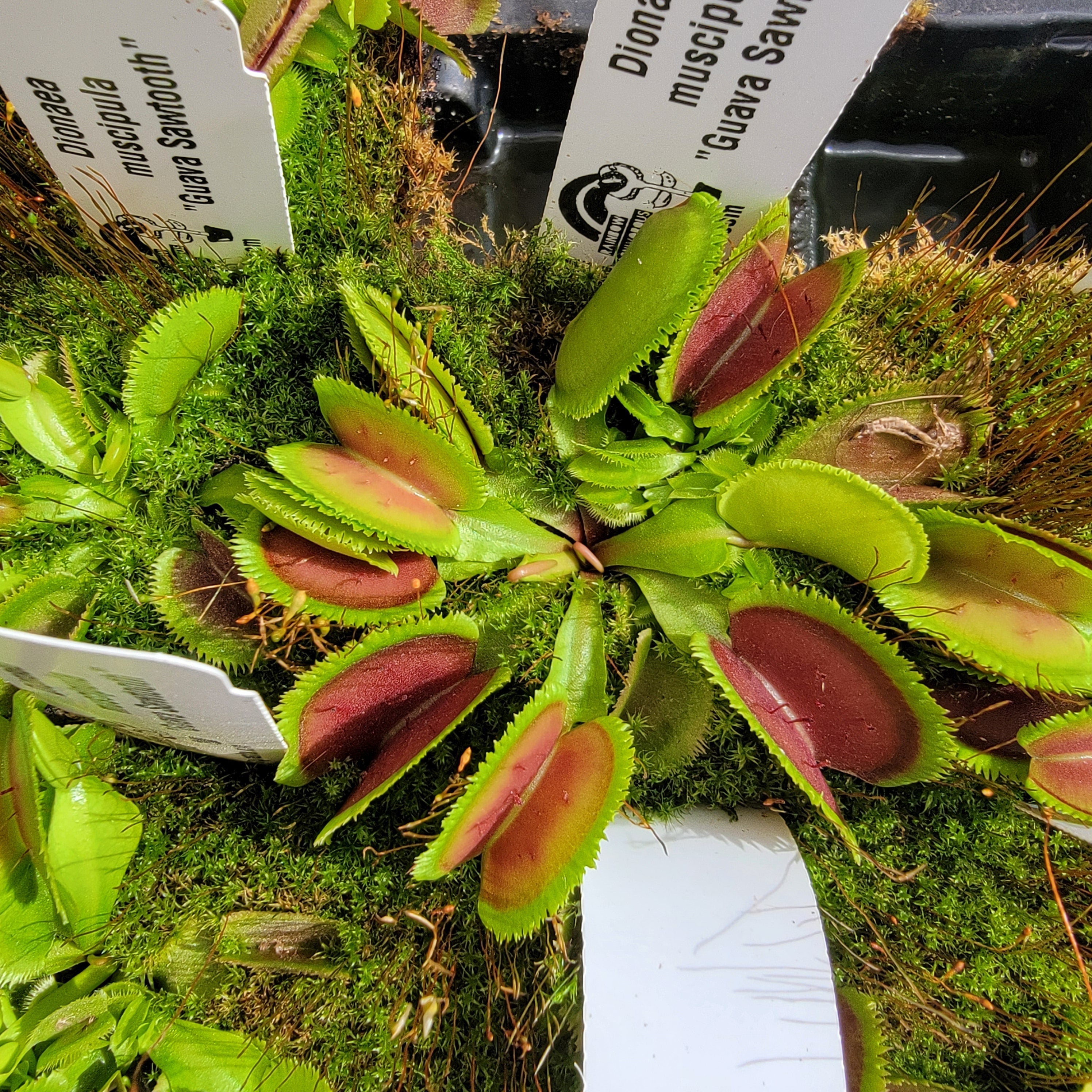 Venus flytrap (Dionaea muscipula) 'Guava Sawtooth' product image 1