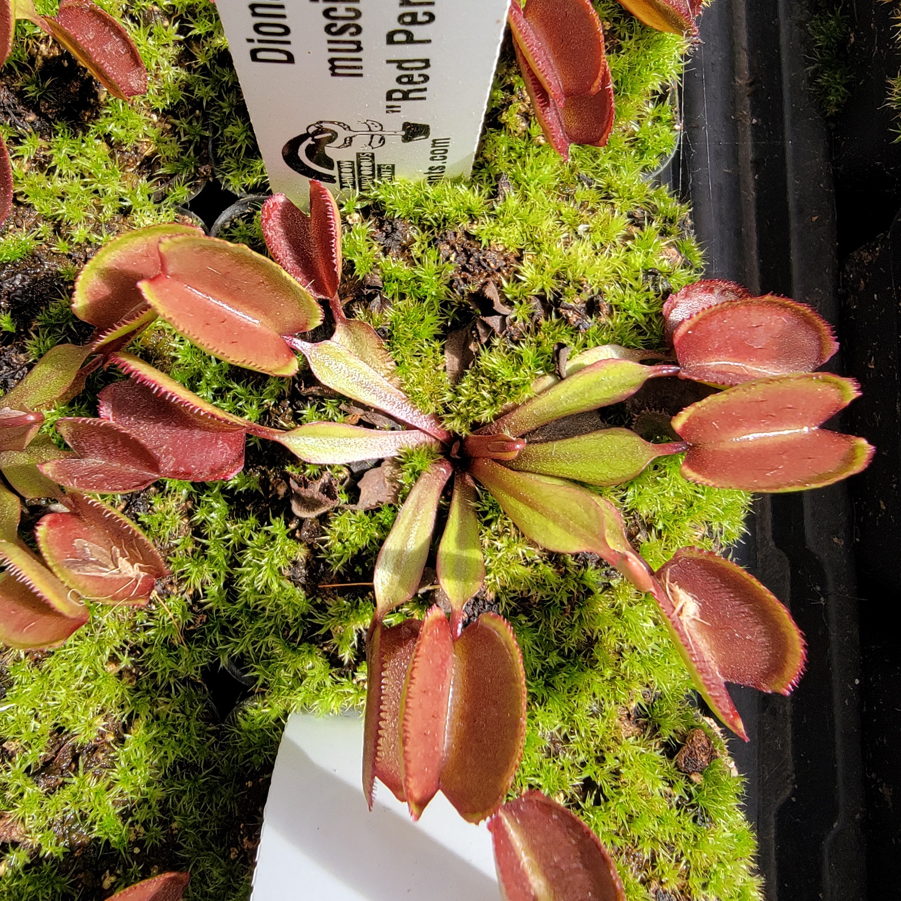 Venus flytrap (Dionaea muscipula) -inchRed Periscope-inch product image 1