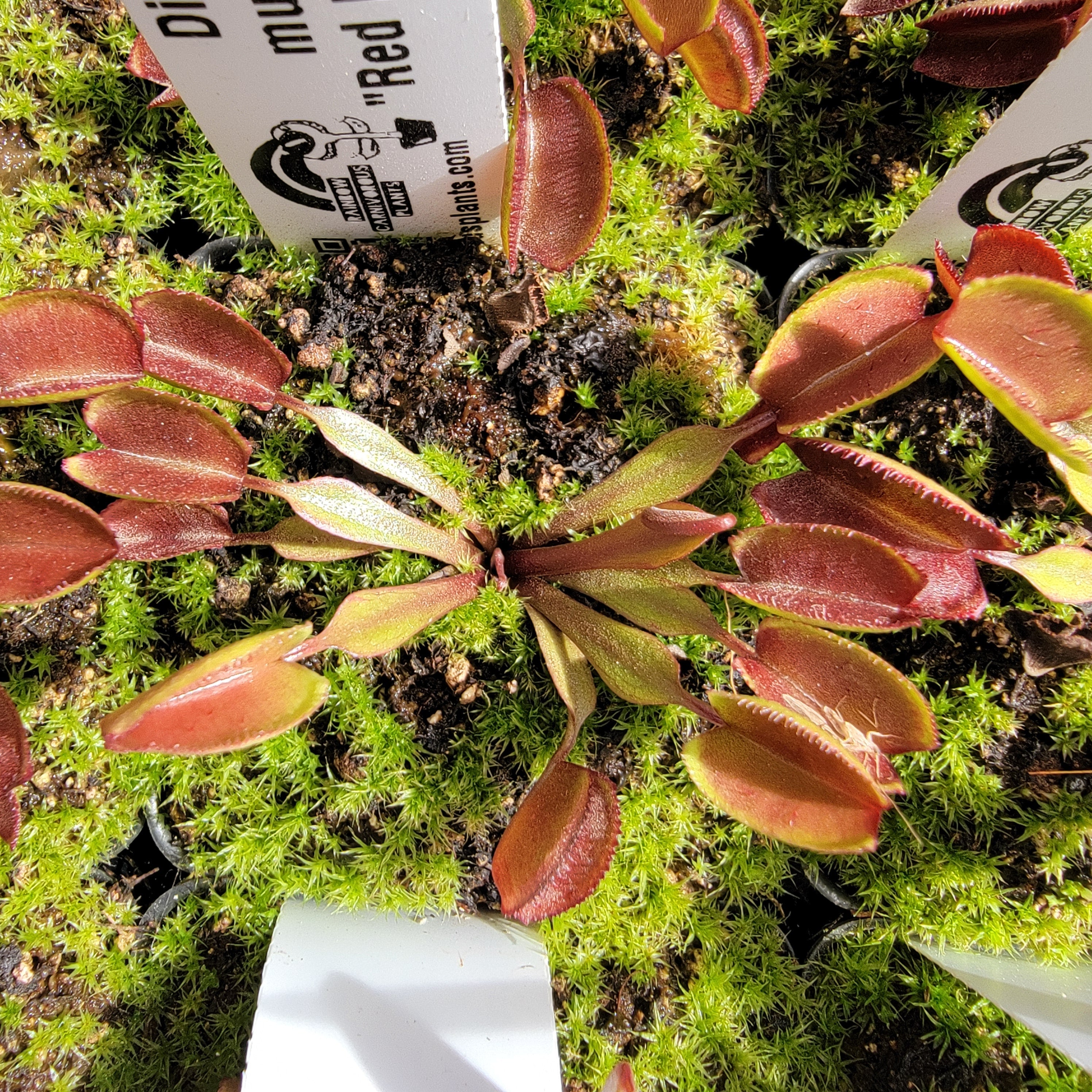 Venus flytrap (Dionaea muscipula) -inchRed Periscope-inch product image 2
