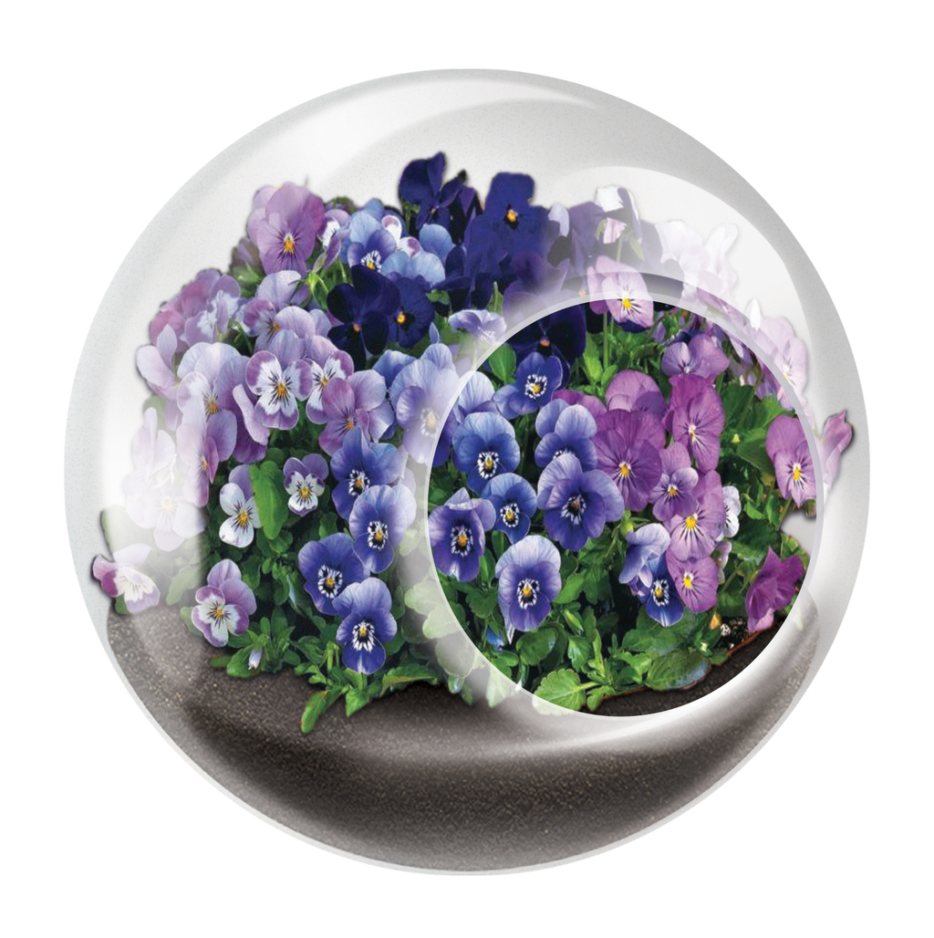 Flowering Tiny Terrariums Bundle - 1 each of 6 Varieties — product image 4