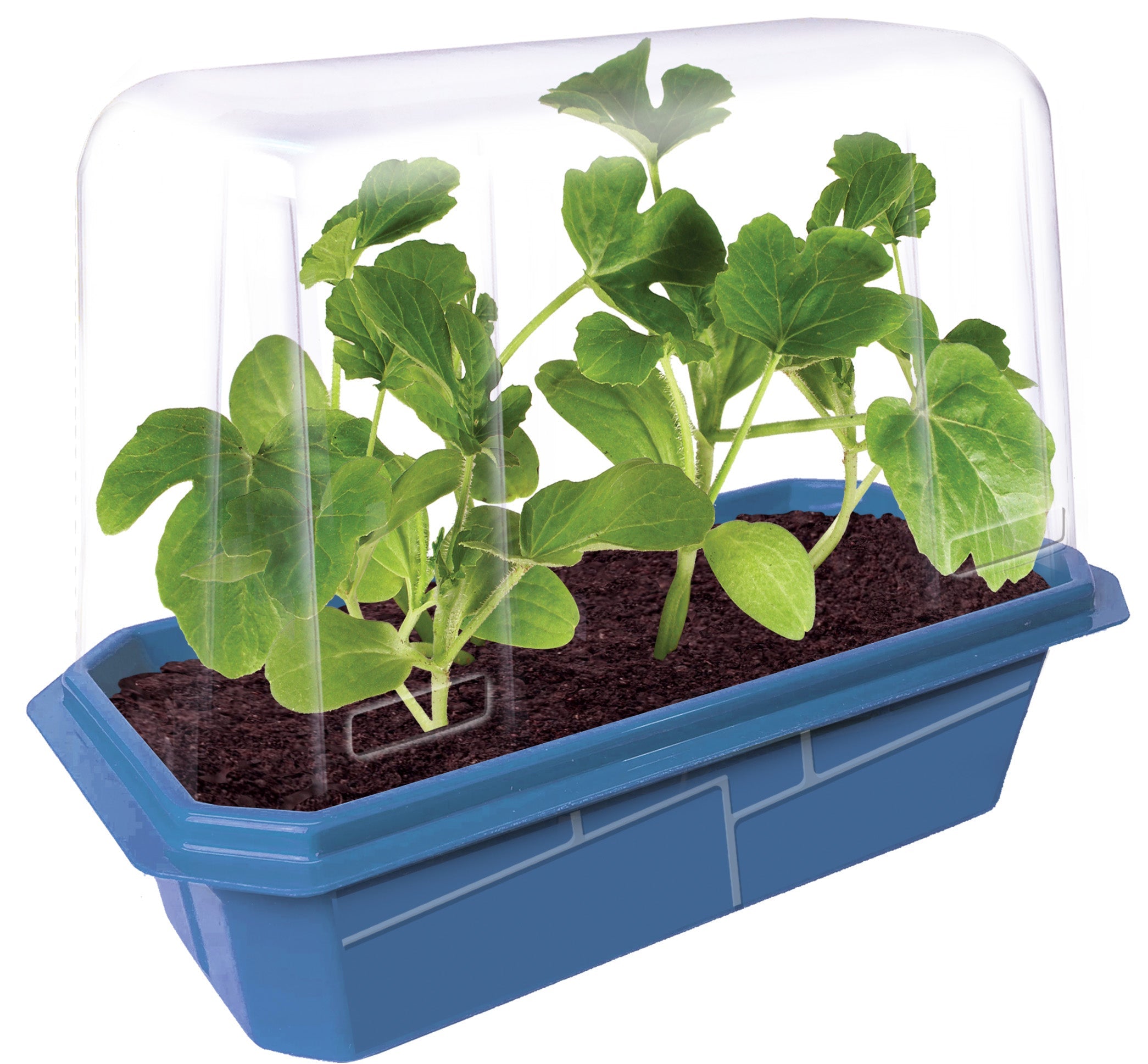 Small, Sugary Watermelon Sprouter Terrarium product image 2