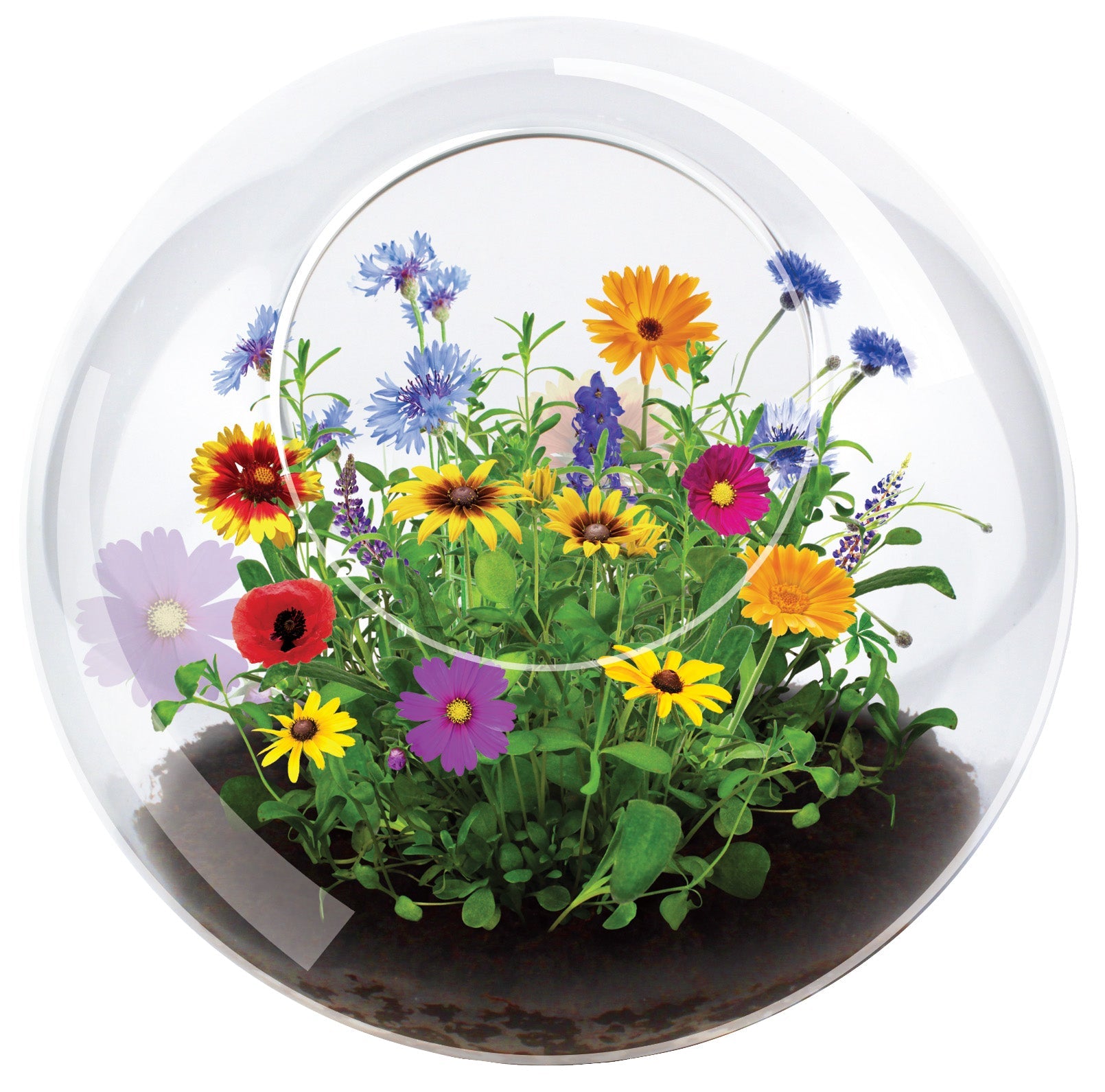 Wildflower Blooms Glass Terrarium Seed Starting Kit — product image 3