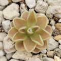 Pinguicula -inchYucca Do 1717-inch product image 1