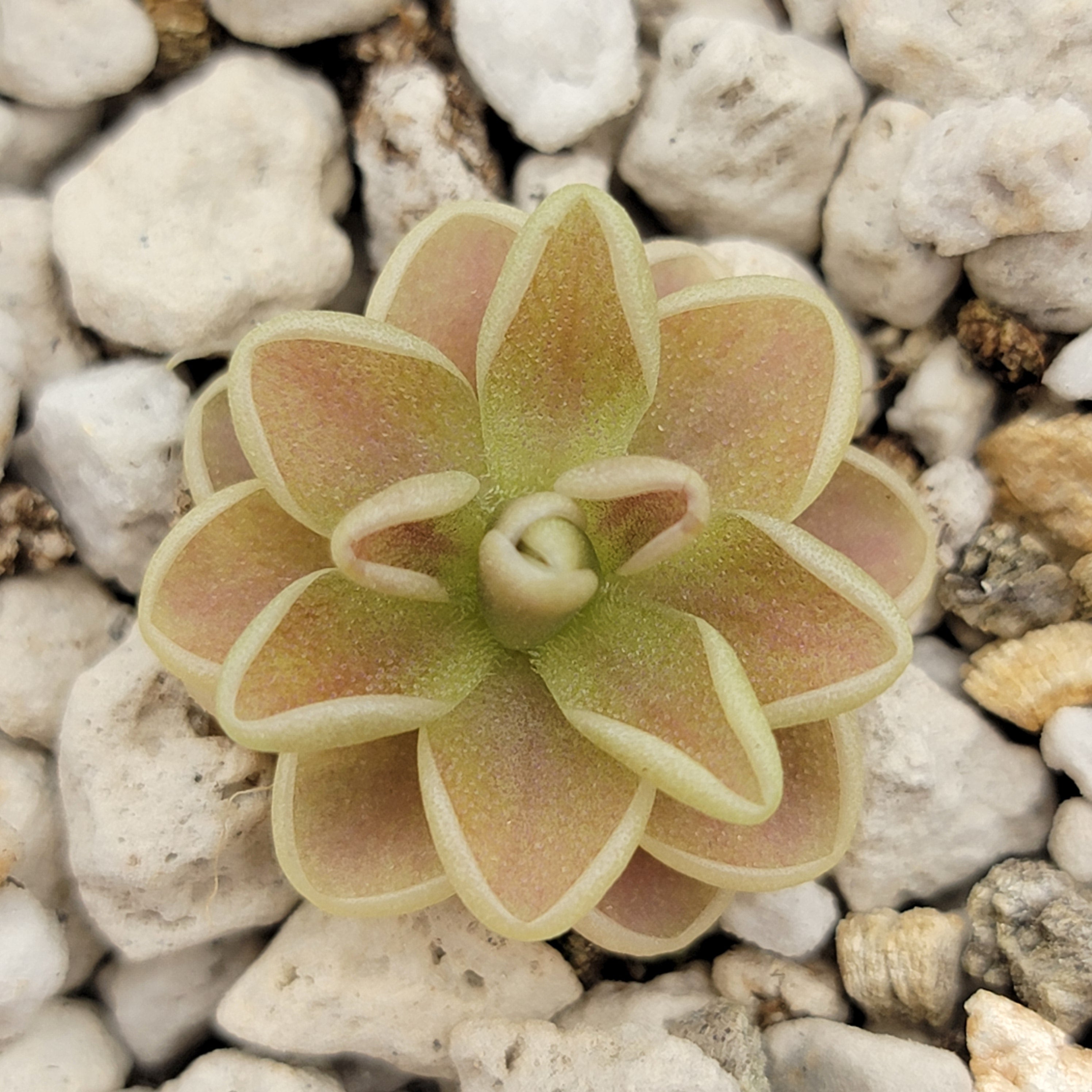 Pinguicula -inchYucca Do 1717-inch product image 1