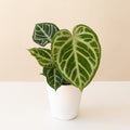 Arching Amour® Heart's Desire™ live houseplant product image 1