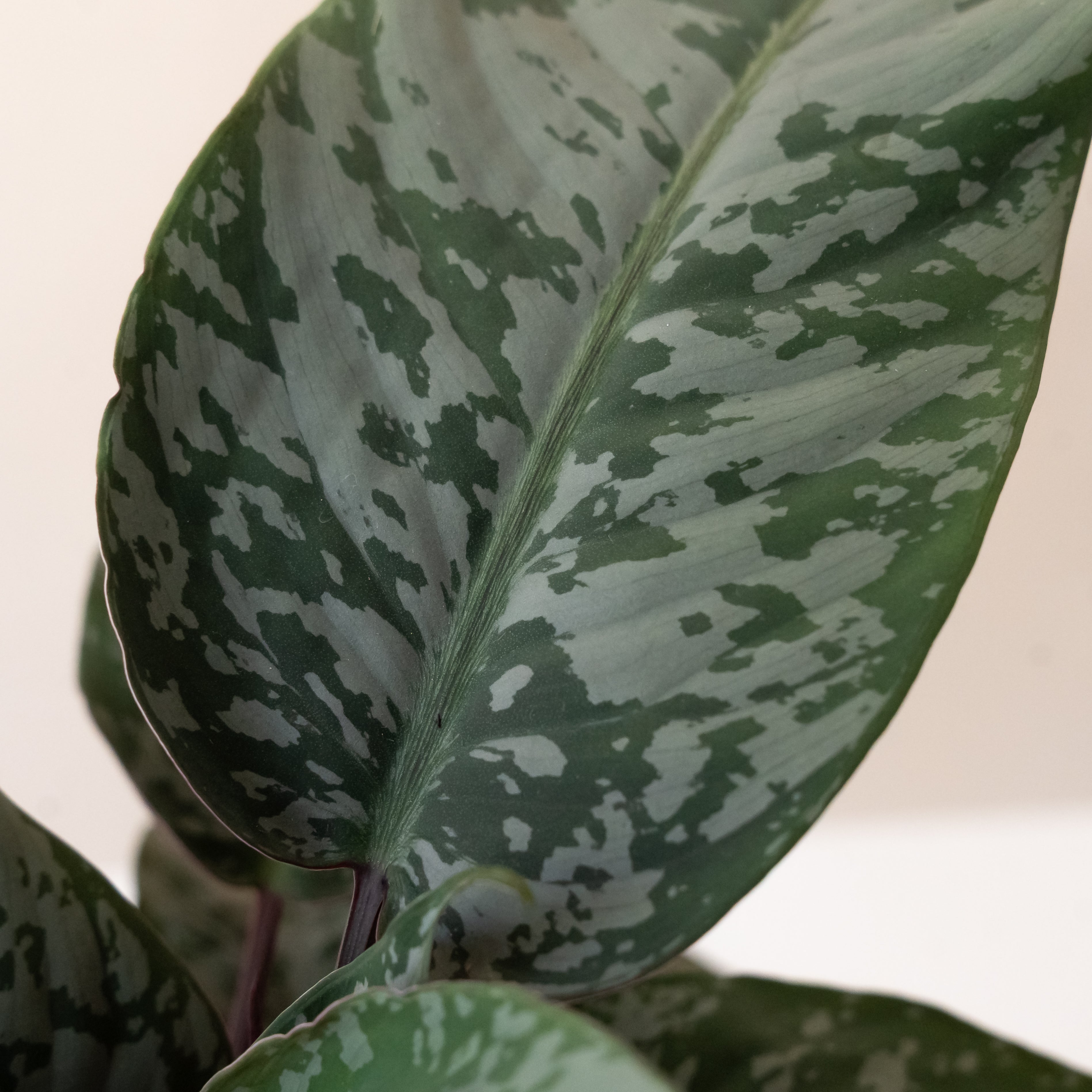 Art Deco™ Opulence™ live houseplant product image 3