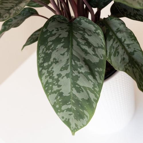 Art Deco™ Opulence™ live houseplant product image 2