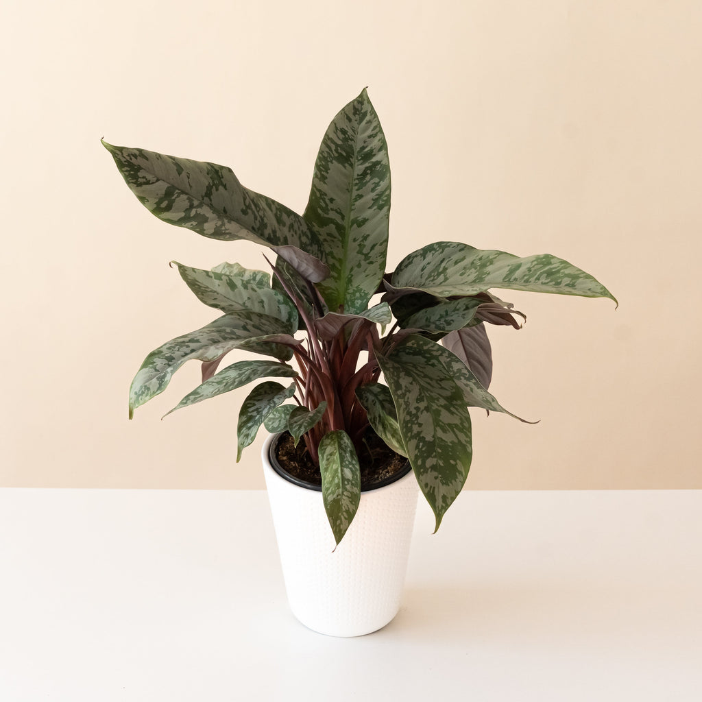 Art Deco™ Opulence™ live houseplant product image 1