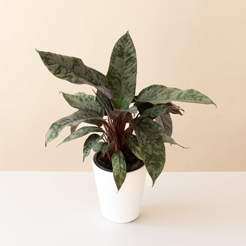 Art Deco™ Opulence™ live houseplant product image 1