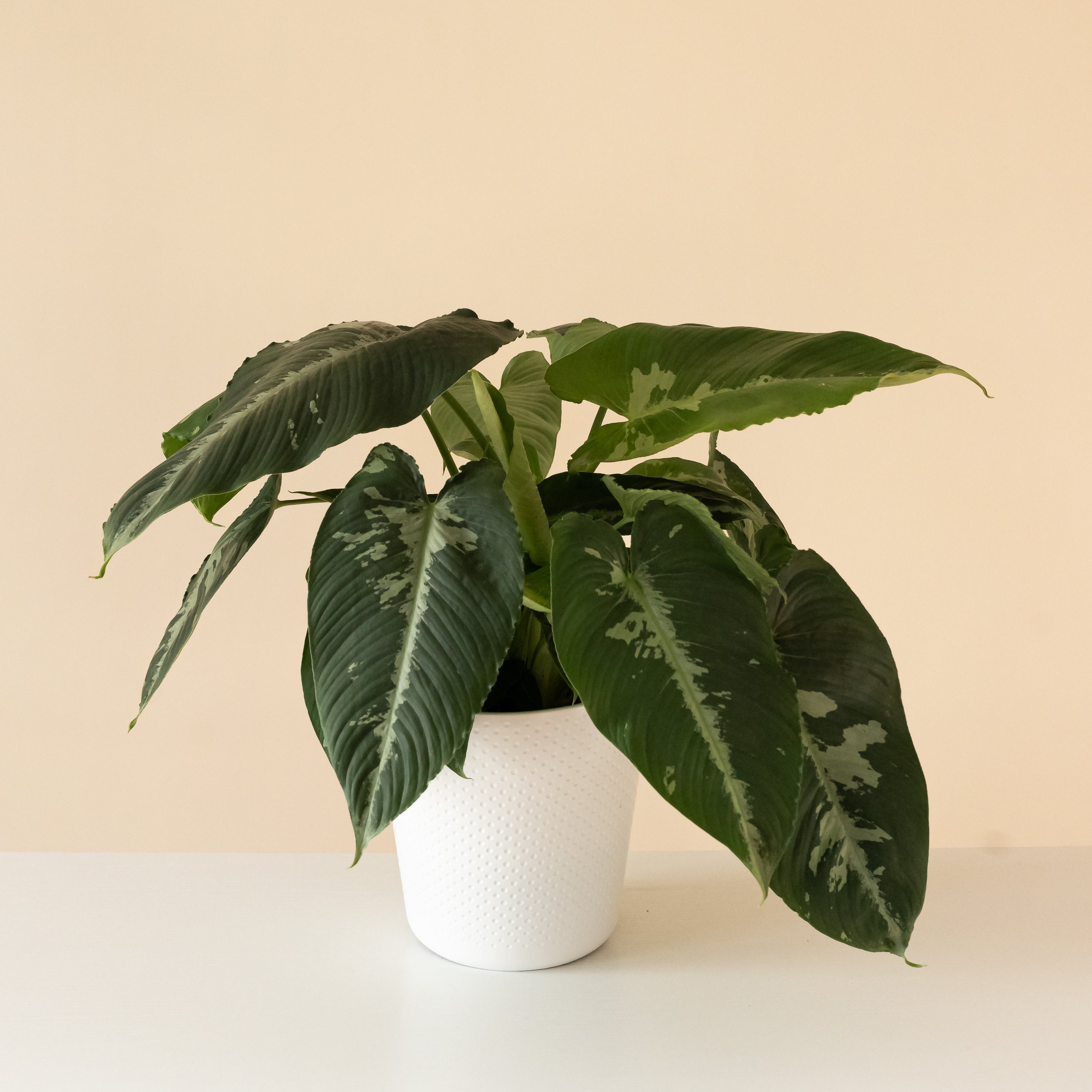 Art Deco Rivera Schismatoglottis product image 1