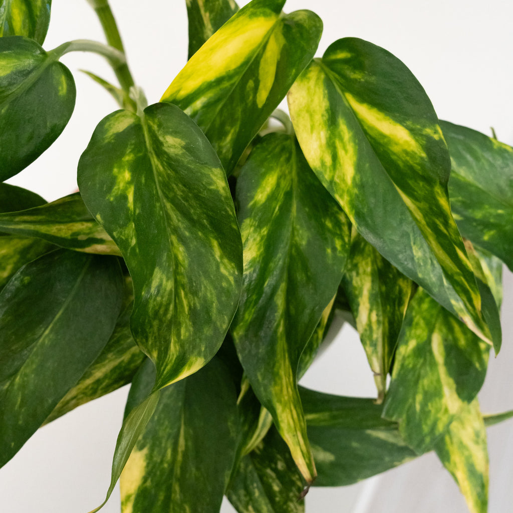 BeautiFall® Golden Ray™ product image 2