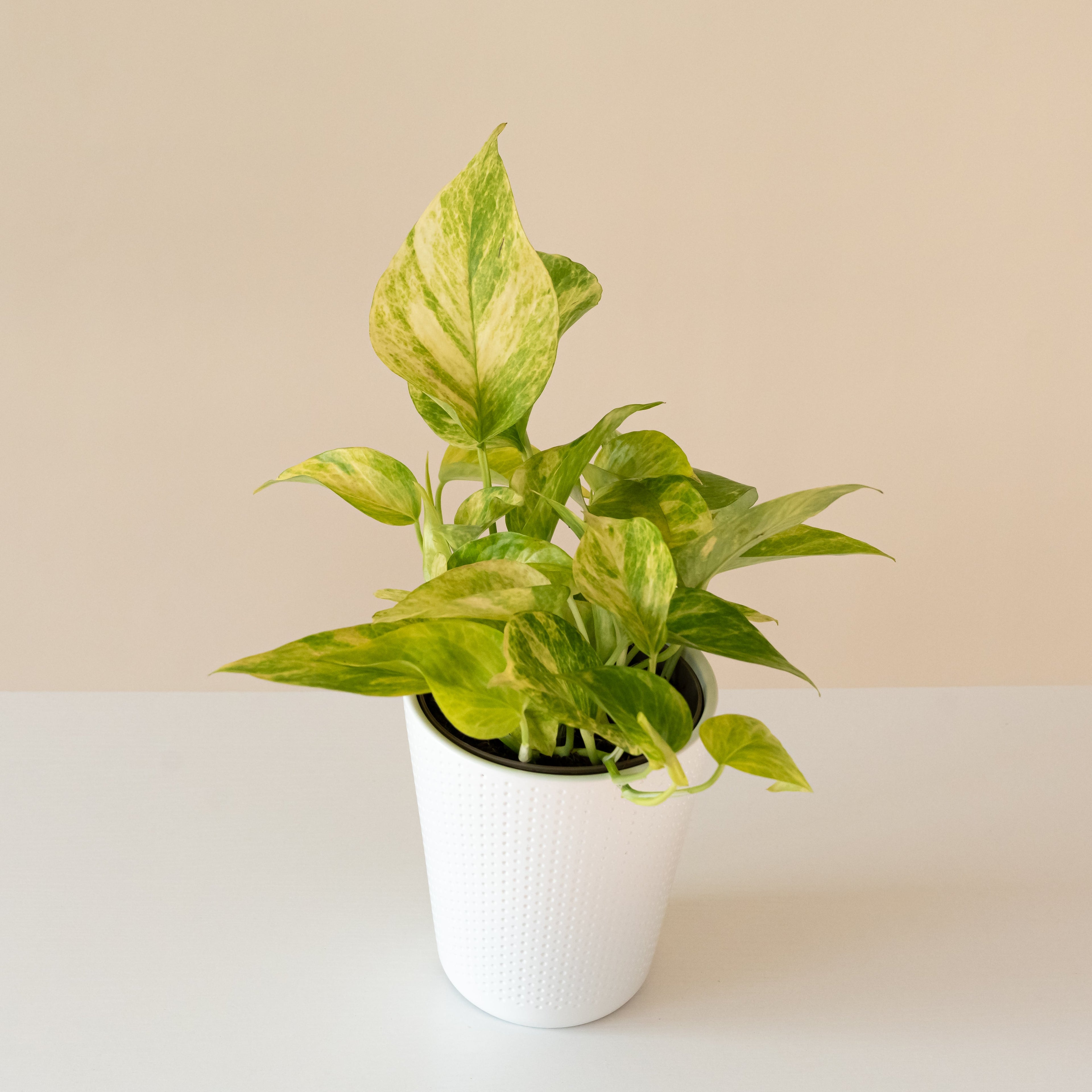 Beautifall Golden Glen Epipremnum product image
