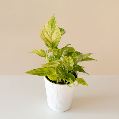 Beautifall Golden Glen Epipremnum product image