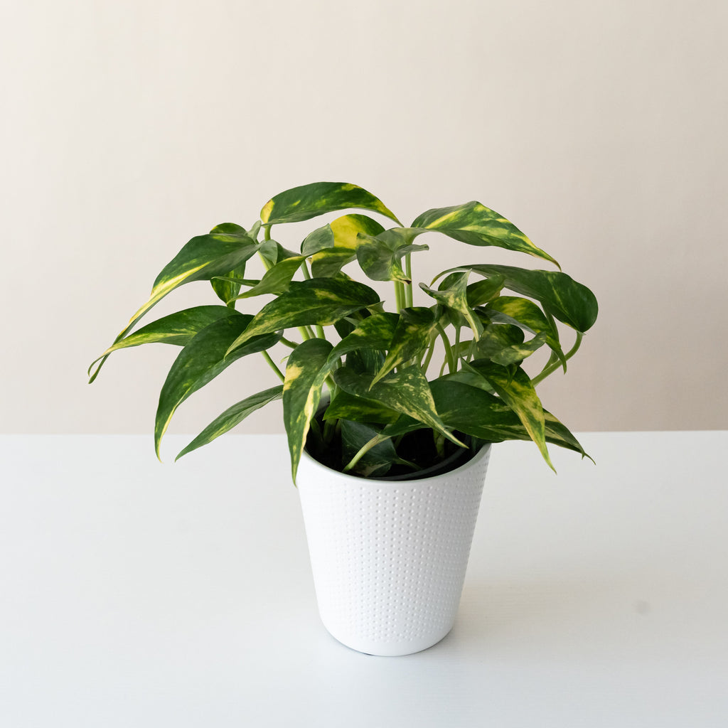 BeautiFall® Golden Ray™ product image 1