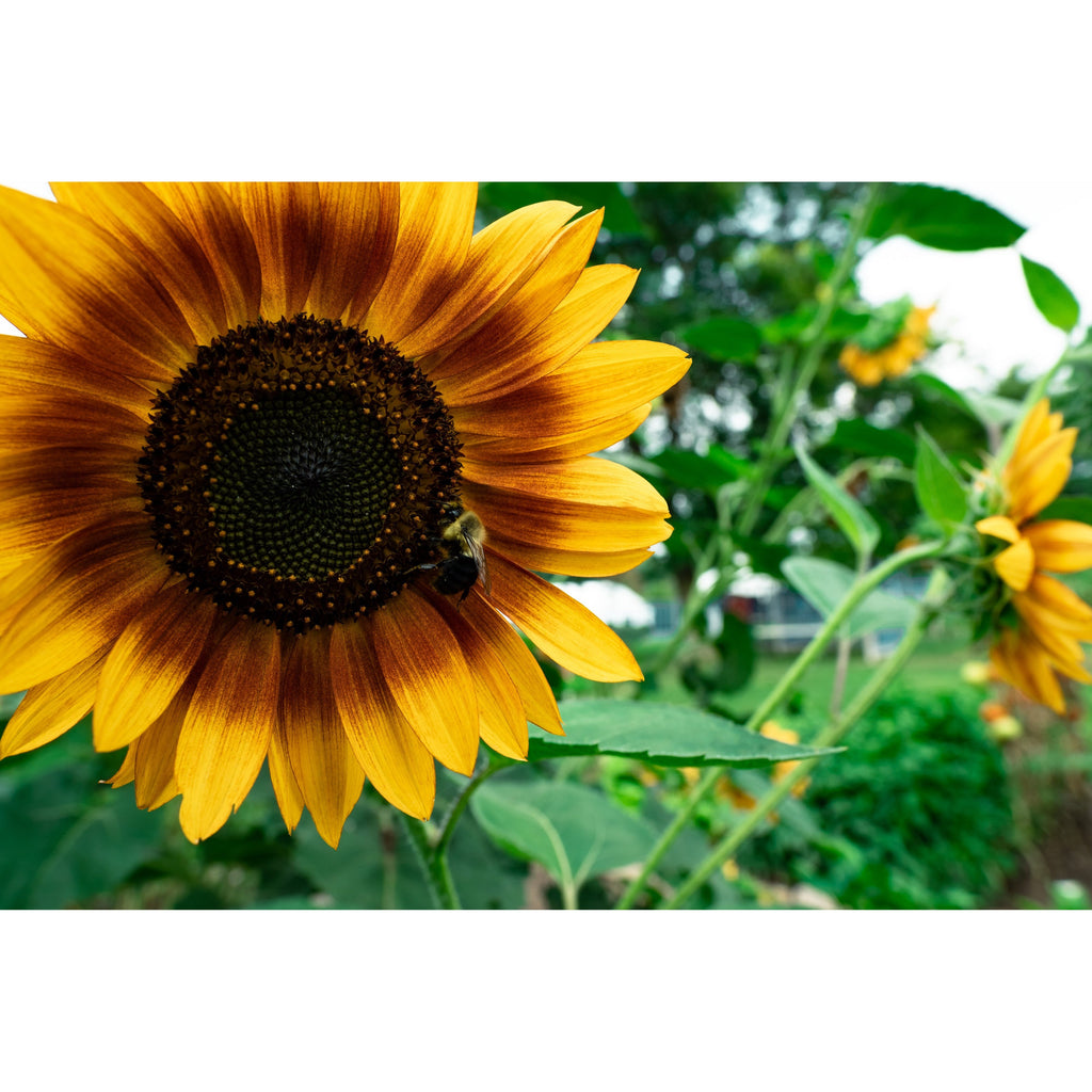 Flower Power All Natural Super Bloom Booster product image 6