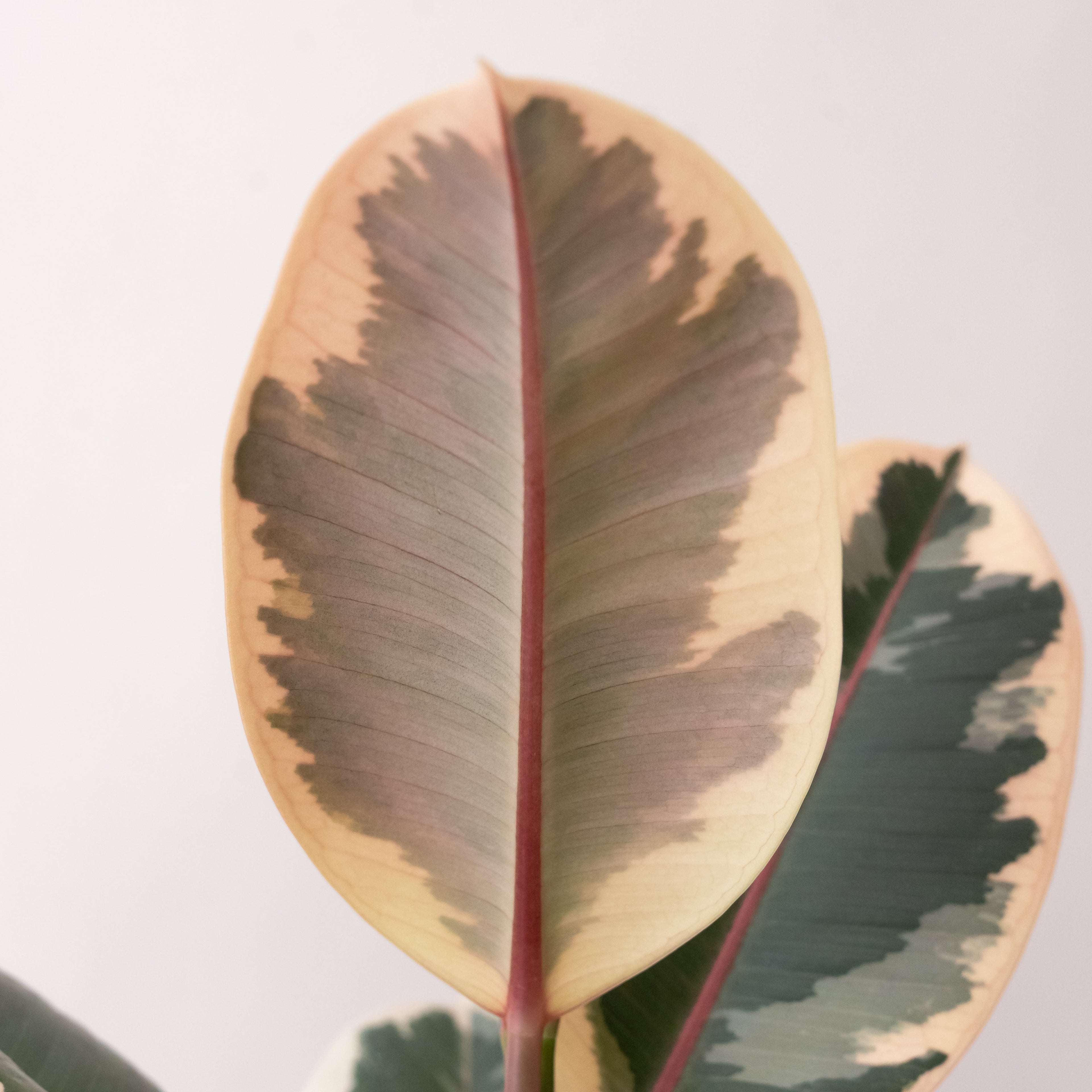 Chroma® Tineke live houseplant product image 3