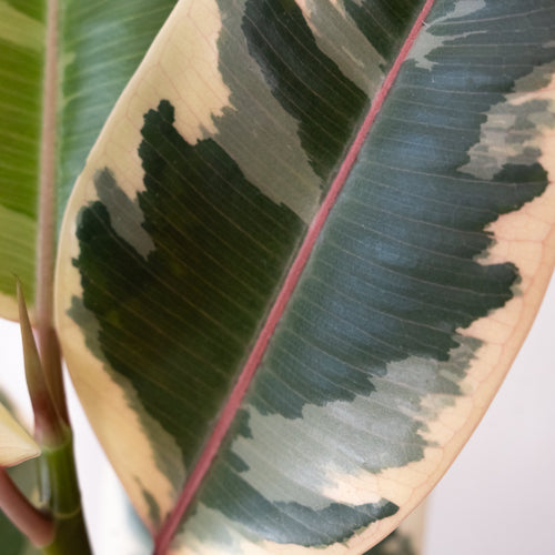 Chroma® Tineke live houseplant product image 2