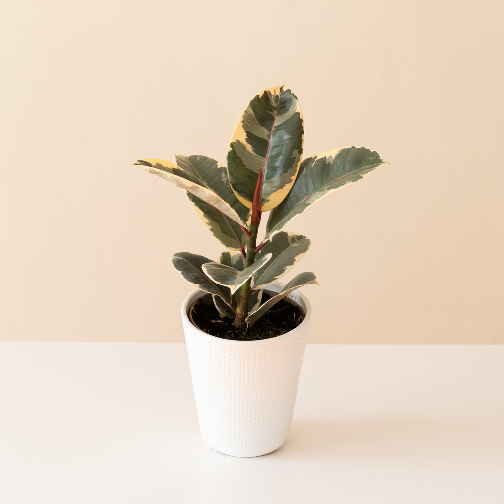 Chroma® Tineke live houseplant product image 1