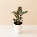 Chroma® Tineke live houseplant product image 1