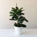 Chandelier Celebrate Ficus microcarpa product image
