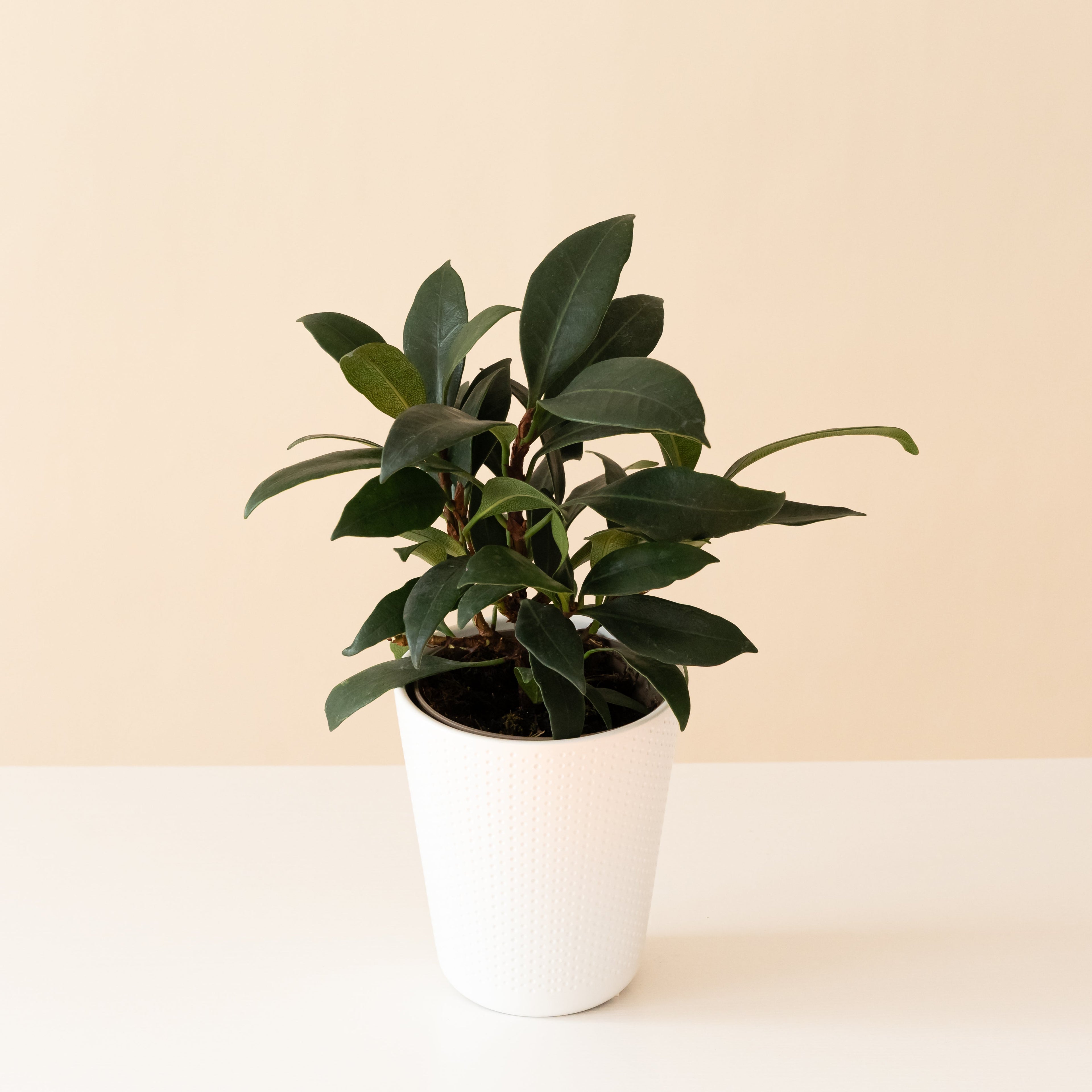 Cling-On® Mini Zen™ live houseplant product image 1