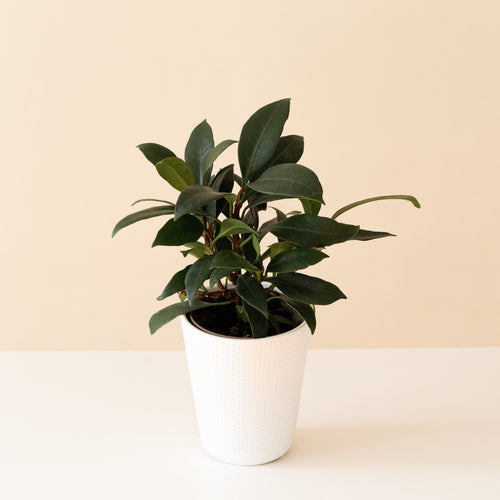 Cling-On® Mini Zen™ live houseplant product image 1