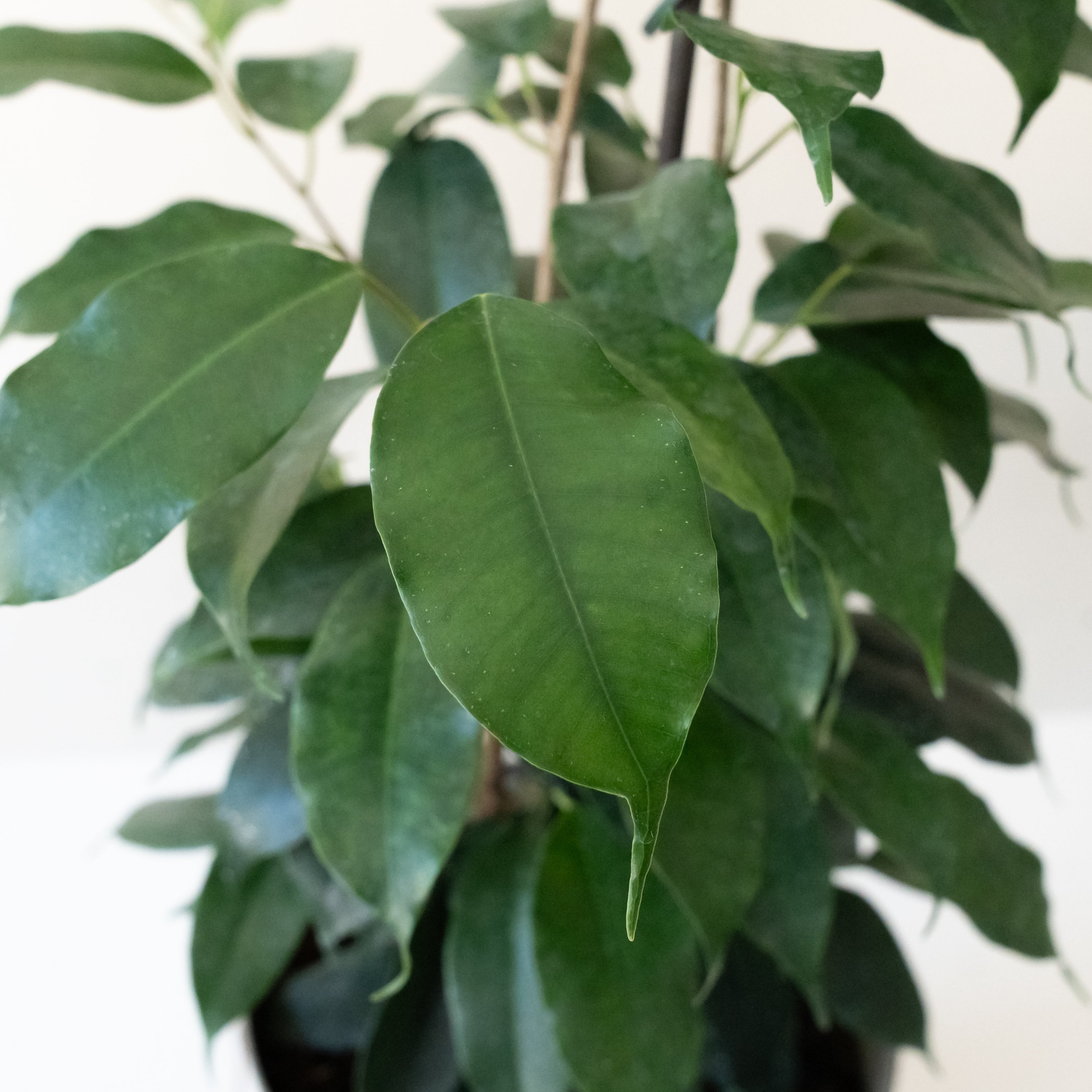 Cling-On Danielle Ficus benjamina product image 4