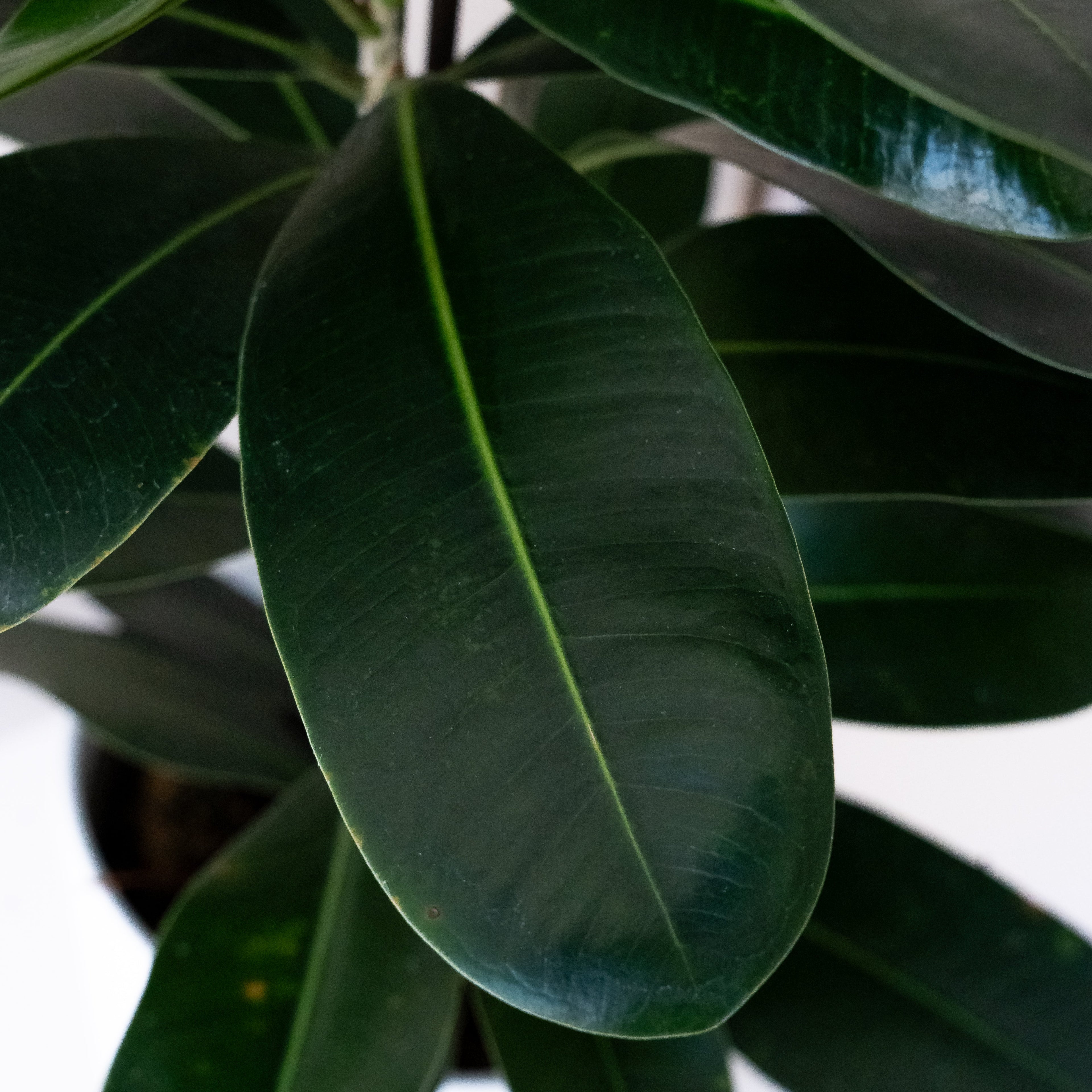 Cling-On® Mini Zen™ live houseplant product image 2