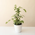 Cling-On® Over the Edge™ live houseplant product image 1
